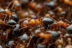 Crematogaster opuntiae