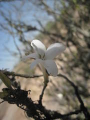 Coffea grevei image