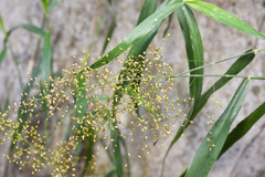Panicum sarmentosum