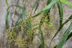 Panicum sarmentosum