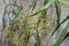 Panicum sarmentosum