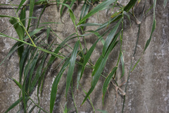 Panicum sarmentosum