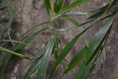 Panicum sarmentosum