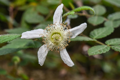 Rubus croceacanthus