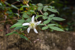 Rubus croceacanthus