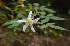 Rubus croceacanthus