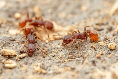 Tetramorium hispidum