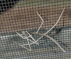 Parabacillus hesperus