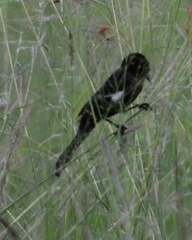 Euplectes albonotatus