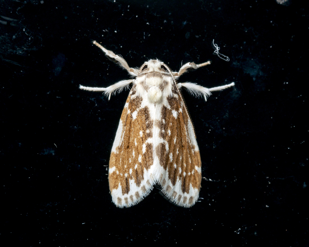 Pseudoadites frigida