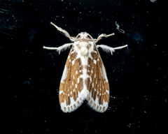 Pseudoadites frigida