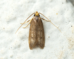 Gelechioidea
