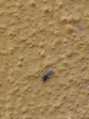 Oxycarenus hyalinipennis