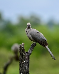 Corythaixoides concolor concolor