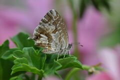 Cacyreus marshalli