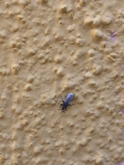 Oxycarenus hyalinipennis