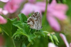 Cacyreus marshalli
