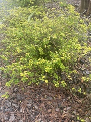 Forestiera ligustrina