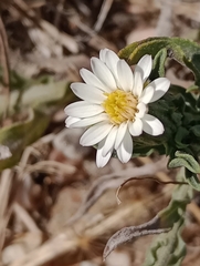 Noticastrum