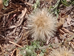 Noticastrum