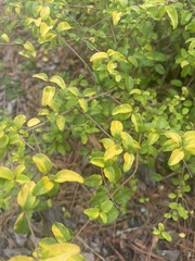 Forestiera ligustrina