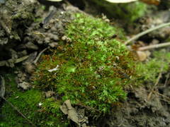 Weissia brachycarpa