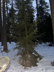 Picea × fennica
