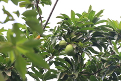 Pouteria campechiana