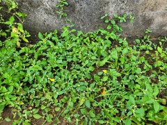 Alternanthera paronychioides