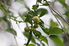 Diospyros anisandra