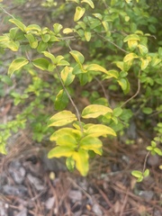 Forestiera ligustrina