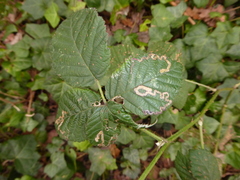 Stigmella aurella