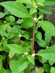 Alternanthera paronychioides