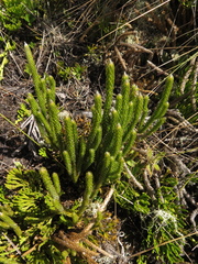 Austrolycopodium magellanicum