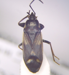 Eremocoris fenestratus