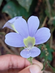 Barleria courtallica