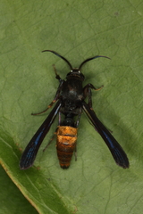 Similipepsis aurea