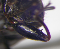 Eremocoris fenestratus