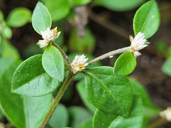 Alternanthera paronychioides