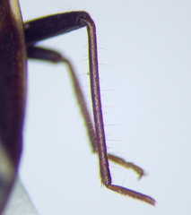 Eremocoris fenestratus