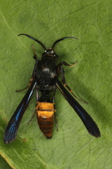 Similipepsis aurea