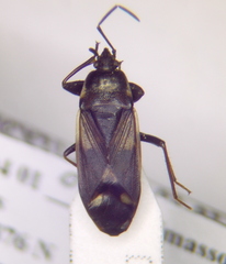 Eremocoris fenestratus