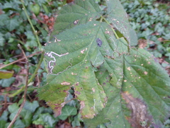 Stigmella aurella