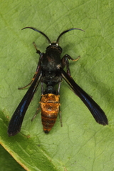 Similipepsis aurea