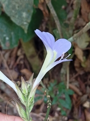 Barleria courtallica