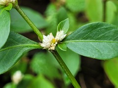 Alternanthera paronychioides