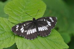 Neptis rivularis