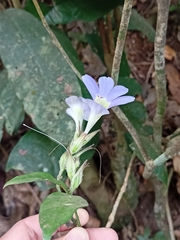 Barleria courtallica