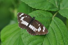 Neptis rivularis