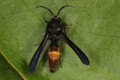 Similipepsis aurea
